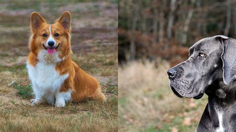 Best Corgi Great Dane