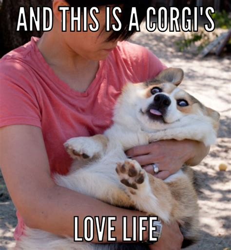 Best Corgi Memes Part 2 Corgi Dogs