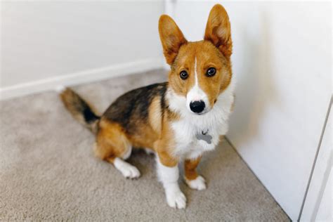 Best Corgi Terrier Mix