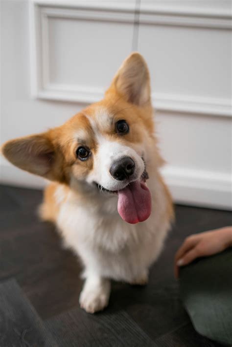 Best Cutest Corgi