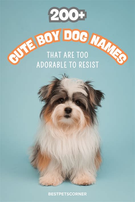 Best Cutest Little Boy Dog Names