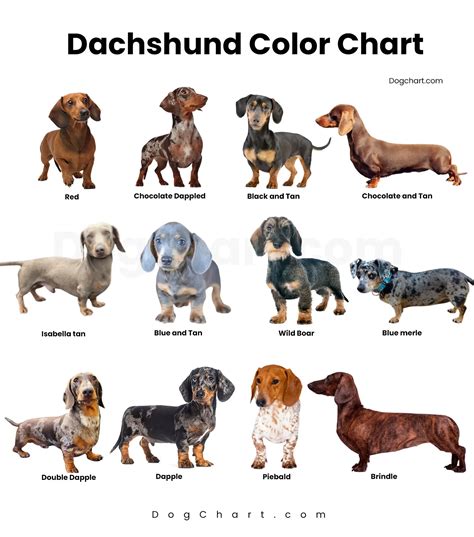 Best Dachshund Colors Blue