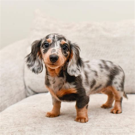 Best Dachshund Mini Puppy