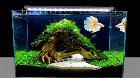 Best Decor For Betta Fish