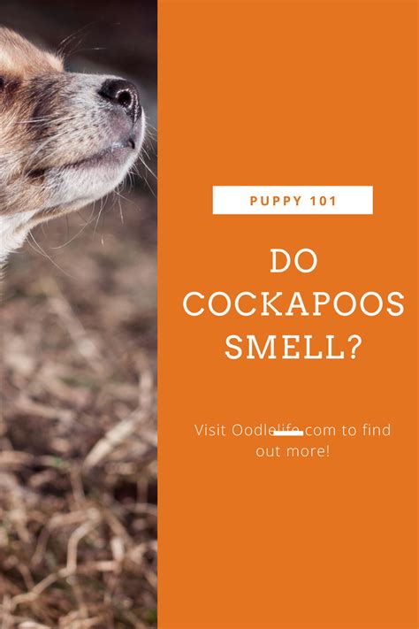 Best Do Cockapoos Smell