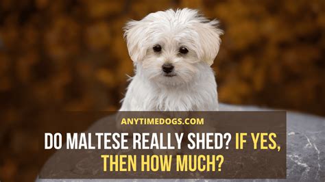 Best Do Maltese Shed