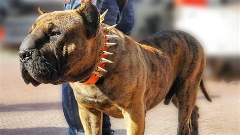 Best Dog Breed Hybrids