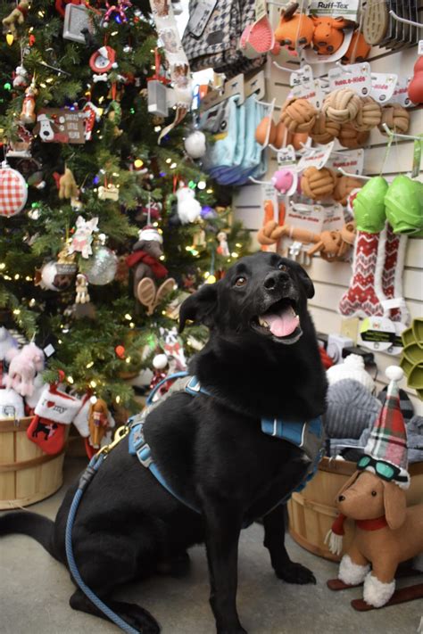 Best Dog Friendly Longfellow