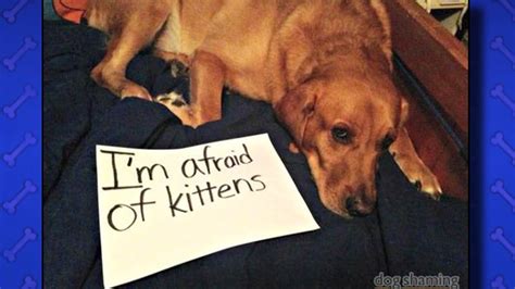 Best Dog Shame