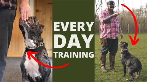 Best Dog Training