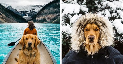 Best Dogs For Travel And Adventure