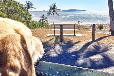 Best Dogs Friendly Places