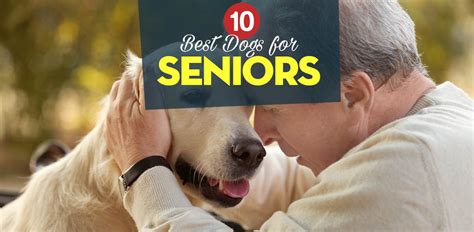 Best Dogs Good For Elderly