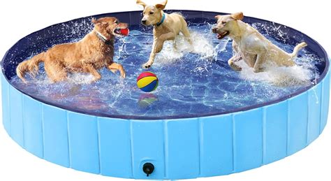 Best Dogs In Pools