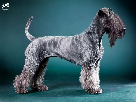 Best Dogs Kerry Blue