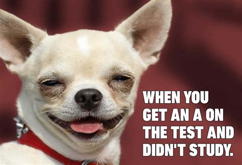 Best Dogs Meme
