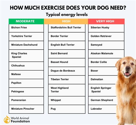 Best Dogs That Don T Need Much Exercise
