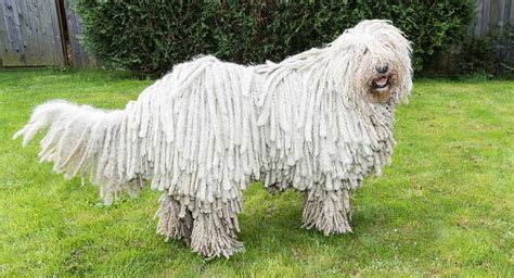 Best Dreadlock Dog