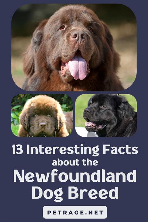 Best Facts About Newfoundland Dogs