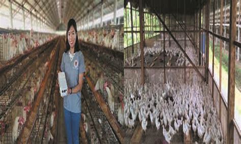 Best Farm Business In Philippines