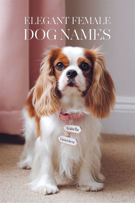 Best Female Dog Names Ever