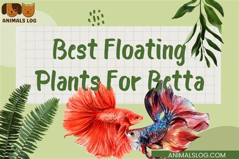 Best Floating Plants For Betta