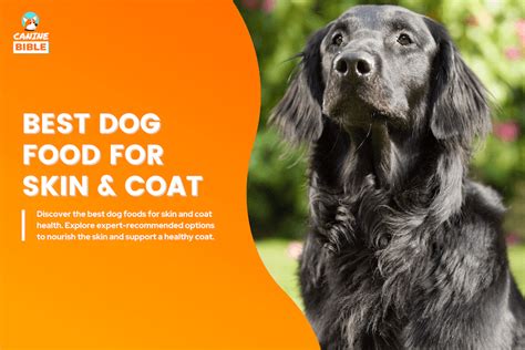 Best Food For Dogs Skin And Coat
