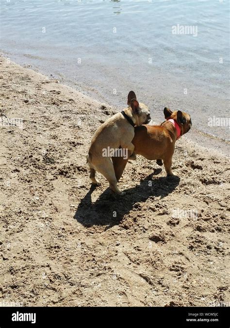 Best French Bulldog Mating