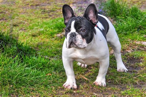 Best French Terrier