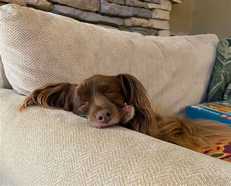 Discover Exceptional Pet Dental Care with Best Friends Animal Dentistry