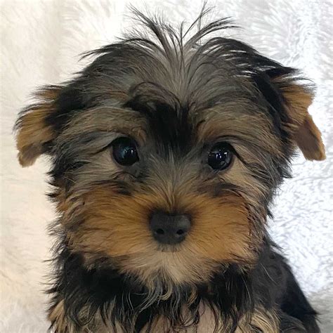 Best Full Breed Yorkie For Sale