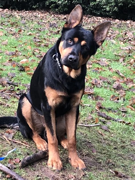 Best German Shepherd Cross Rottweiler
