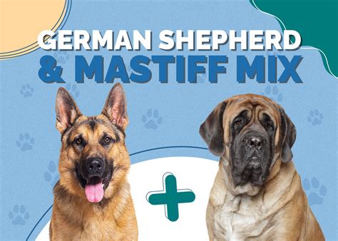 Best German Shepherd Mastiff Mix
