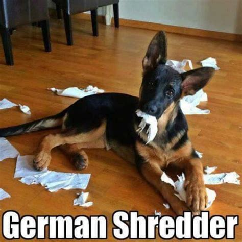 Best German Shepherd Memes