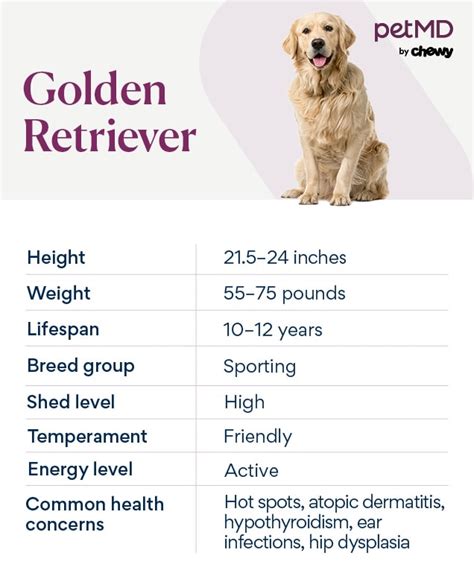 Best Golden Retriever Lifespan