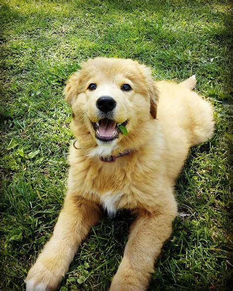 Best Golden Retriever Mix For Sale