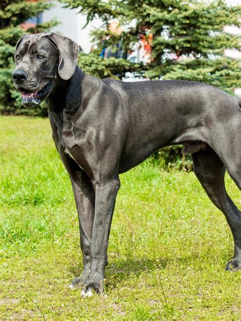 Best Great Dane Blue