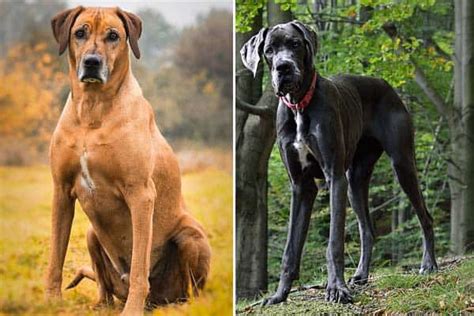 Best Great Dane Cross Ridgeback