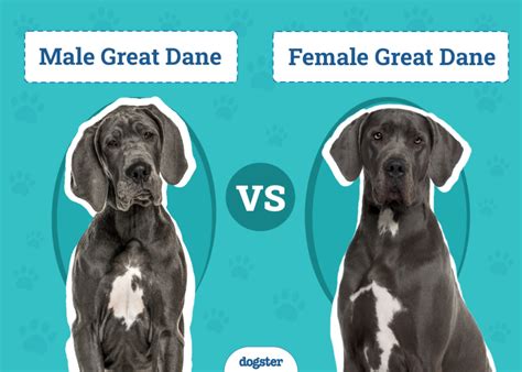 Best Great Dane Dominance Issues