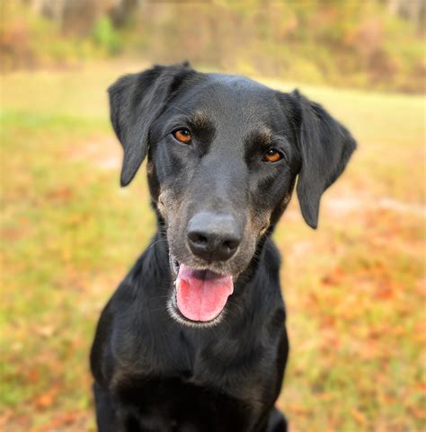 Best Greyhound Cross Labrador