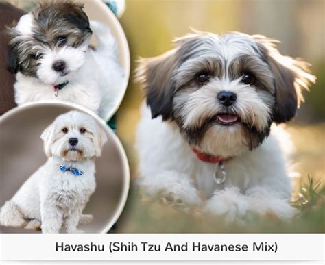 Best Havanese Mix