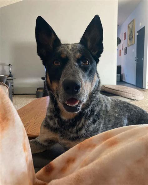 Best Heeler Shepherd Mix