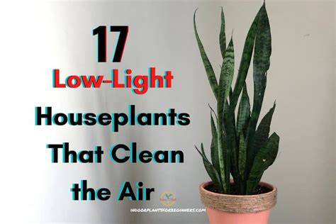 Best Houseplants For Low Light And Clean Air