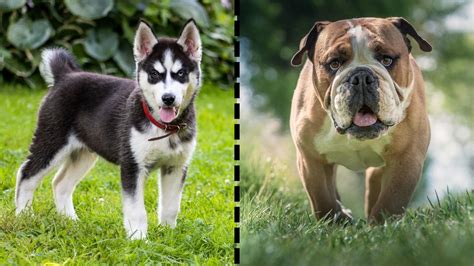 Best Husky Bulldog Mix