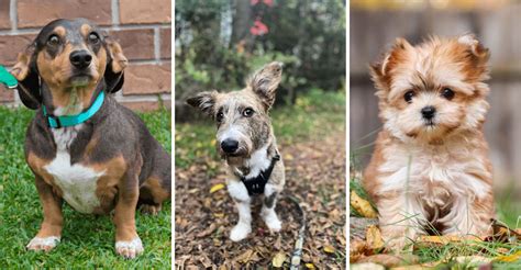 Best Hybrid Dogs