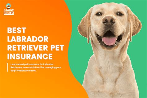 Best Insurance For Labradors