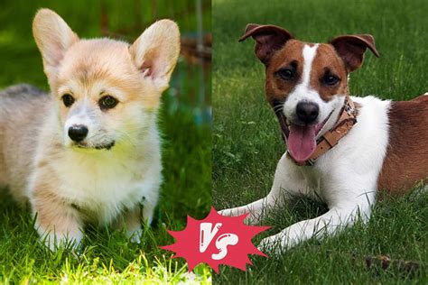 Best Jack Russell Corgi Mix