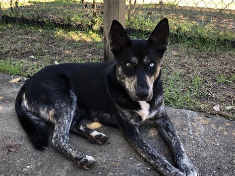 Best Kelpie Mix