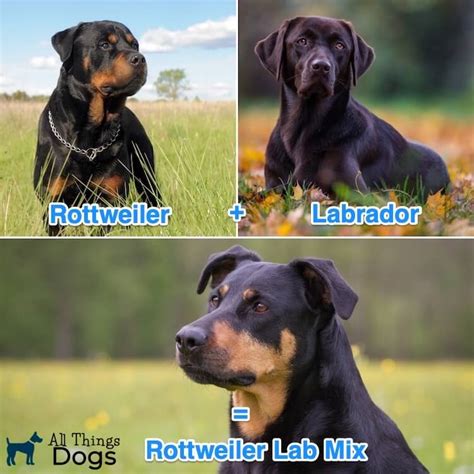 Best Lab Rottweiler Mix