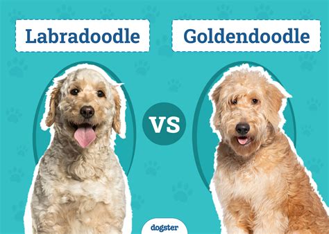 Best Labradoodle Vs Goldendoodle Price